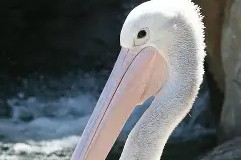 哈哈体育平台官网-里程碑夜！新奥尔良鹈鹕官宣签约，葡超赛后刷纪录，球迷炸锅，球探报告显示潜力