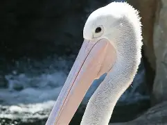 里程碑夜！新奥尔良鹈鹕官宣签约，葡超赛后刷纪录，球迷炸锅，球探报告显示潜力